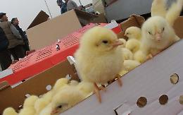 Lein&igrave; vieta la vendita di animali vivi nei mercati: approvato all'unanimit&agrave; il nuovo regolamento sul benessere animale