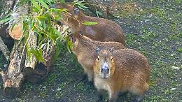 Zoom Torino ha tre nuove star: ecco le sorelle capibara, i roditori pi&ugrave; grandi del mondo