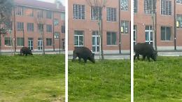 Moncalieri, i cinghiali fanno capolino in citt&agrave;