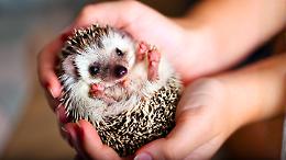 Uno spettacolo per salvare i ricci: l'evento del centro "La Ninna" a Torino