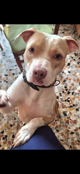 Ciri&egrave;, cagnolina smarrita nel tardo pomeriggio: ricerche in zona ospedale e Remmert