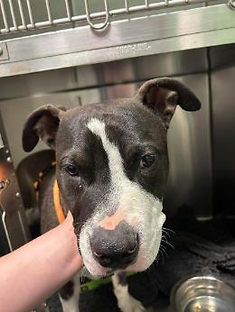 Cane vagante sulla statale di Sangano: si cerca il proprietario