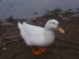 Pellerina, sparisce una presenza fissa del lago: trovata senza vita l&rsquo;anatra bianca