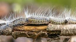 Processionaria: il pericolo silenzioso che minaccia i nostri cani