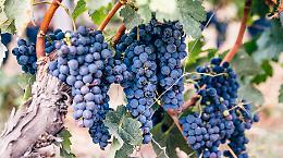 UniTo sbarca al Vinitaly: cosa c&rsquo;&egrave; dietro la presenza ad Alba