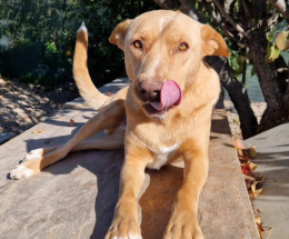 Abbandonato da cucciolo e mai pi&ugrave; voluto