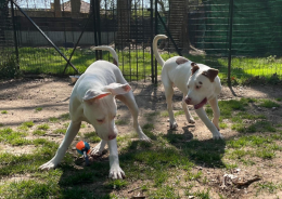 I fratelli pi&ugrave; pimpanti di Torino: Toppa e Macchia