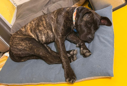 Non va d'accordo con i fratelli, non pu&ograve; pi&ugrave; vivere l&igrave;