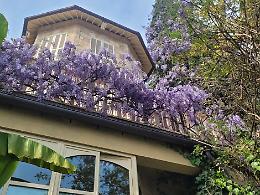 A due ore da Torino lo spettacolo dei glicini pi&ugrave; belli d&rsquo;Italia: oltre 40 variet&agrave; in fiore