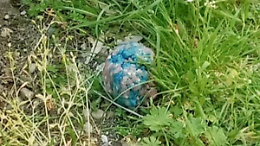 Esche killer nei parchi: cani e bambini a rischio