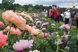 Carmagnola si colora di primavera: torna &ldquo;Peonie in Fiore&rdquo; con oltre 4mila piante