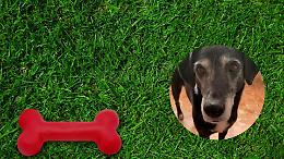 Moncalieri dedica la nuova area cani a Dix: un omaggio a quattro zampe