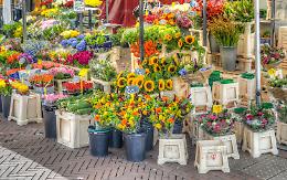 Vigoflor torna a Vigone: il centro storico si trasforma in un grande giardino tra fiori, eventi e spettacoli