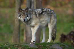 Lupo avvistato a Pertusio: attacco a un gregge, allerta del sindaco Damini