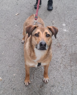 Recuperata mentre vagava in strada, e poi?