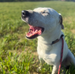 Sogna di correre, invece vive dietro le sbarre