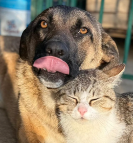 Freya &egrave; la pastorina pi&ugrave; dolce che ci sia