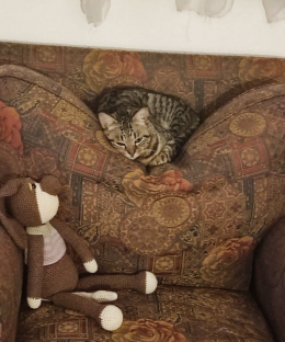 Snobbato perch&eacute; un "comune gatto tigrato"