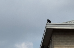 Uomo sul tetto &ldquo;fino a luned&igrave; non mi muovo da qui&rdquo;