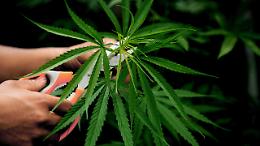 Cannabis in Parlamento: protesta contro il decreto sicurezza che divide l&rsquo;Italia