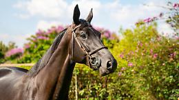 Carmagnola capitale del cavallo arabo: torna l&rsquo;Arabian Horse Show tra eleganza, natura e competizione