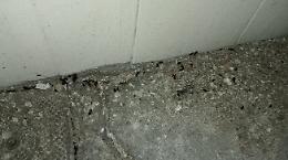 Invasione di blatte a Mirafiori: &laquo;La Citt&agrave; intervenga subito&raquo;