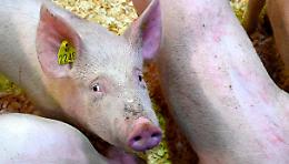 Peste Suina Africana in crescita: emergenza tra Liguria e Piemonte