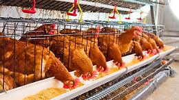 Rivolta contro la puzza degli allevamenti di polli, appello del Comune ad Arpa