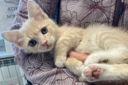 Salvato grazie a un sequestro insieme alla mamma e fratellini