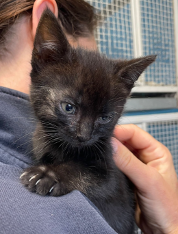 Trovata sola per le strade di Torino