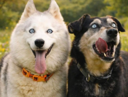 Sembrano fatti con l'IA, invece sono davvero cos&igrave; belli