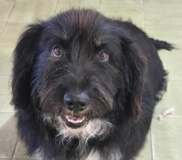 Poldo, un cane... tondo