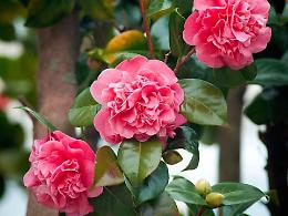 Oltre 400 camelie in fiore: alla scoperta del giardino segreto nel cuore del Torinese