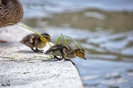 Le anatre del Po ai Murazzi: la primavera dei pulcini che imparano a nuotare