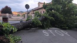 Albero gigante crolla in strada: traffico in tilt a Piossasco