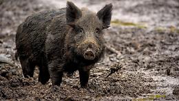 Peste suina, sei nuovi casi in Piemonte sale l'allerta nell'alessandrino