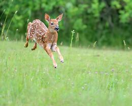 Un cerbiatto tra le vie urbane: avvistamenti ripetuti a Moncalieri