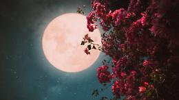 Maggio guarda le stelle: doppia Luna piena e pioggia di meteore nel cielo 