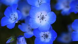 Cercate fiori per giardini e balconi? Tre giorni di mostra mercato in provincia di Torino 