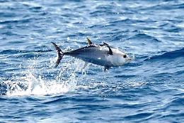 La Giornata Mondiale del Tonno, un pesce essenziale per gli oceani che rischia l'estinzione