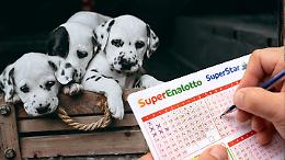 Pensionato piemontese vince 92mila euro al SuperEnalotto e dona i soldi ai cani