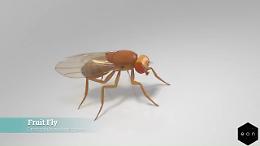 Dall&rsquo;atomo al bit: il primo cervello animale "resuscitato" in un computer