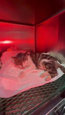 &ldquo;Chi ha fatto questo &egrave; un mostro&rdquo;: il dramma di Rosi, la gattina stuprata a Roma