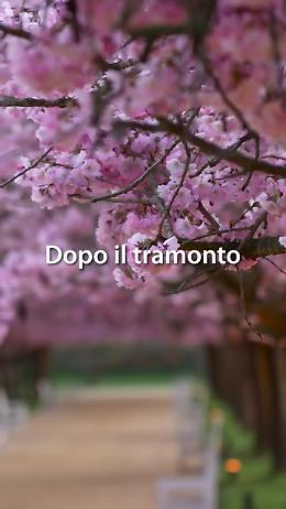 Ciliegi in fiore alla Venaria, spettacolo anche di sera: il video ufficiale incanta i social