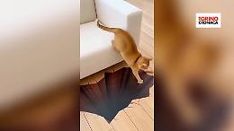 Il buco che spaventa anche il gatto pi&ugrave; coraggioso