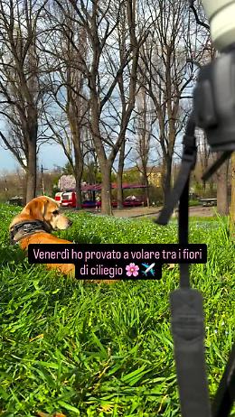 Torino, volare tra i ciliegi in fiore: il nuovo esperimento visivo di Valerio Minato