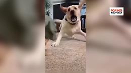 Piccolo cane, grande scherzo