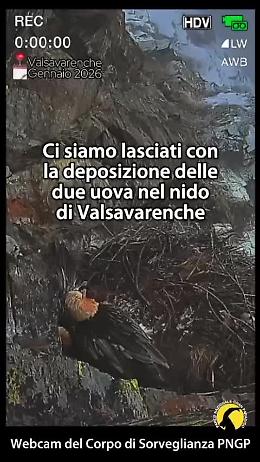 Primavera al Parco del Gran Paradiso: nascono i primi gipeti