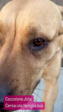 La storia di Jolie, una cagnolona molto dolce e affettuosa  che non vede l'ora di uscire dal canile 