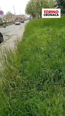 Giungla urbana a Lucento: l'erba alta conquista nuovi territori [VIDEO]